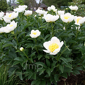 Paeonia lactiflora - 'Jan van Leeuween' (Peony, Paeonia)