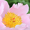 Paeonia - Nymphe - Peony, Paeonia