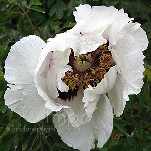 Paeonia rockii (Peony)