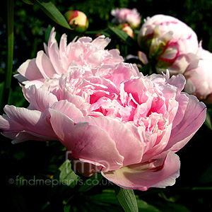 Paeonia lactiflora - 'Sarah Bernhardt'