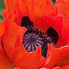Papaver orientale - Gartenmohn - Oriental Poppy