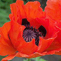 Papaver orientale - 'Gartenmohn' (Oriental Poppy)