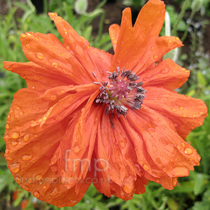 Papaver - 'Fire Ball' (Papaver, Poppy)