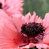 Papaver orientalis - Forncett Summer - Papaver, Poppy