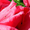 Papaver orientale - Indian Chief - Papaver, Poppy