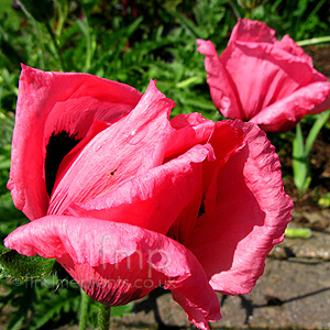 Papaver orientale - 'Indian Chief' (Papaver, Poppy)