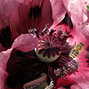 Papaver orientale - Pattys Plum - Oriental Poppy