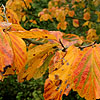 Parrotia persica - Iron Wood