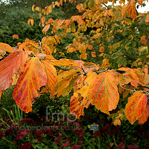 Parrotia persica (Iron Wood)