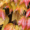 Parthenocissus tricuspidata - Boston Ivy, Japanese creeper