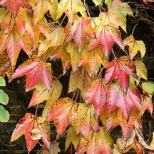 Parthenocissus tricuspidata (Boston Ivy, Japanese Creeper)