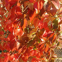 Parthenocissus tricuspidata - 'Veitchii' (Virginia Creeper)