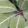 Parthenocissus henryana - Chinese Virginia Creeper, Parthenocissus