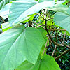 Paulownia kawakami - Paulownia,