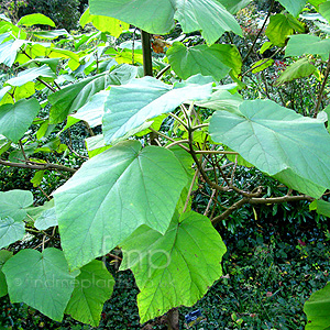 Paulownia kawakami (Paulownia,)