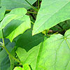 Paulownia tomentosa - Empress Tree, Paulownia