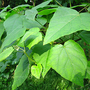 Paulownia tomentosa (Empress Tree, Paulownia)