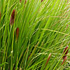 Pennisetum thunbergii - Red Buttons - Fountain grass