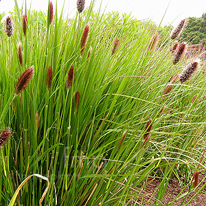 Pennisetum thunbergii - 'Red Buttons' (Fountain Grass)