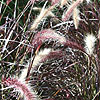 Pennisetum setaceum - Rubrum - Fountain grass, Pennisetum