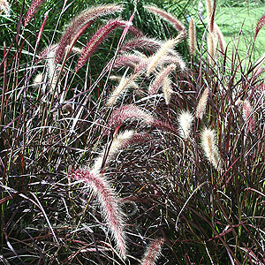 Pennisetum setaceum - 'Rubrum' (Fountain Grass, Pennisetum)