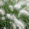 Pennisetum villosum - Fountain grass, Pennisetum