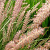 Pennisetum orientale - Fountain Grass, Pennisetum