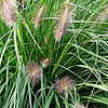 Pennisetum alopecuroides - Woodside - Fountain grass