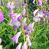 Penstemon - Catherine De La Mere - Beard Tongue