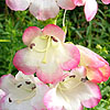 Penstemon - Osprey - Beard Tongue