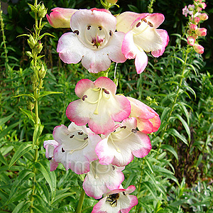 Penstemon - 'Osprey' (Beard Tongue)