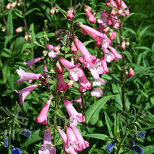 Penstemon - 'Pennington Gem' (Beard Tongue)