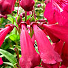 Penstemon - Port Wine - Penstemon