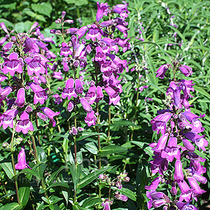 Penstemon - 'Sour Grapes'