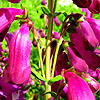 Penstemon - Countess of Dalkeith - Penstemon