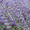 Perovskia atriplicifolia - Blue Spire - Turkish Sage