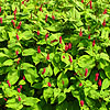 Persicaria amplexicaulis - Blotau - Bistort, Persicaria