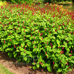 Persicaria amplexicaulis - 'Blotau' (Bistort, Persicaria)