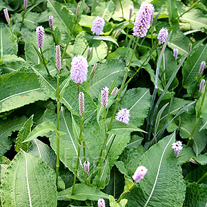 Persicaria bistorta - 'Superba' (Knotweed)