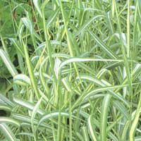 Phalaris arundinacea - 'Feesey's Form'