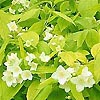 Philadelphus coronarius - Aureus - Mock Orange