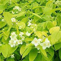 Philadelphus coronarius - 'Aureus' (Mock Orange)
