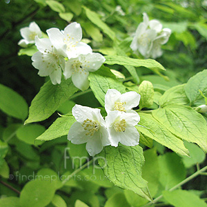 Philadelphus coronarius - 'Aureus' (Golden Mock Orange)