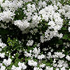 Philadelphus - Buckleys Quill - Mock Orange, Philadelphus