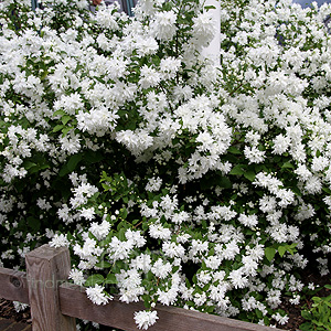 Philadelphus - 'Buckley's Quill' (Mock Orange, Philadelphus)