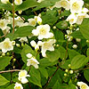 Philadelphus caucasicus - Mock Orange