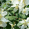 Philadelphus - Lemoinei Erectus - Mock Orange, Philadelphus