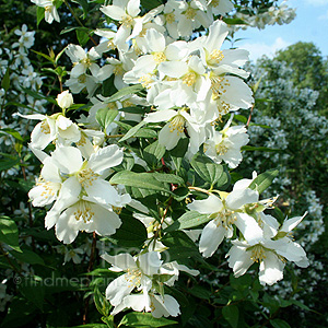 Philadelphus - 'Lemoinei Erectus' (Mock Orange, Philadelphus)