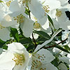 Philadelphus - Mont Blanc - Mock Orange, Philadelphus