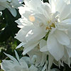 Philadelphus - Rusalka - Mock Orange, Philadelphus